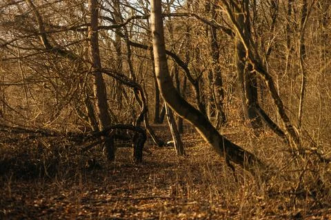 Forest and fields in early spring Stock Photos