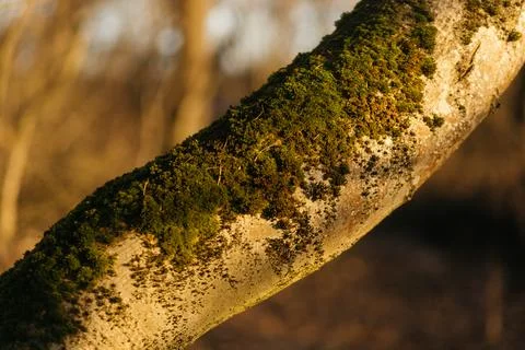 Forest and fields in early spring Stock Photos