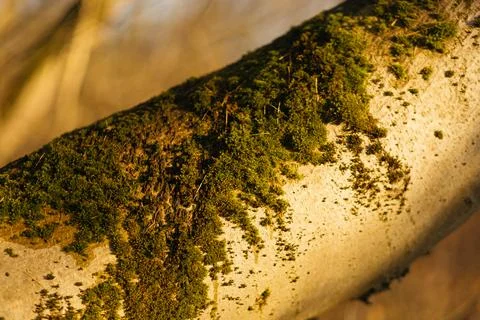 Forest and fields in early spring Stock Photos