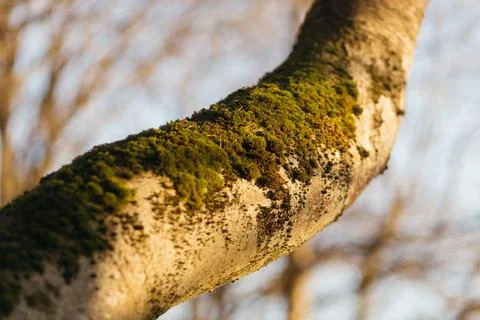 Forest and fields in early spring Stock Photos