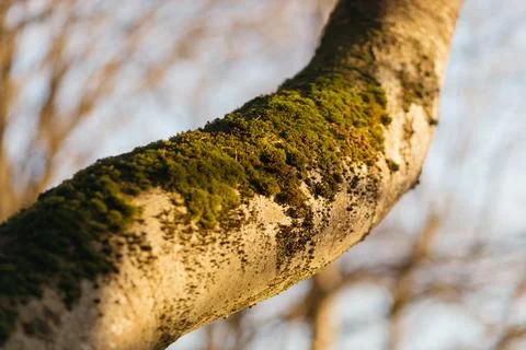Forest and fields in early spring Stock Photos