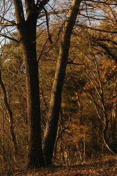Forest and fields in early spring Stock Photos