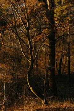 Forest and fields in early spring Stock Photos