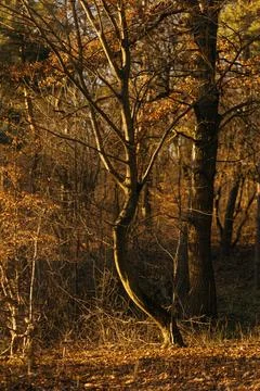 Forest and fields in early spring Stock Photos