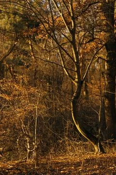 Forest and fields in early spring Stock Photos