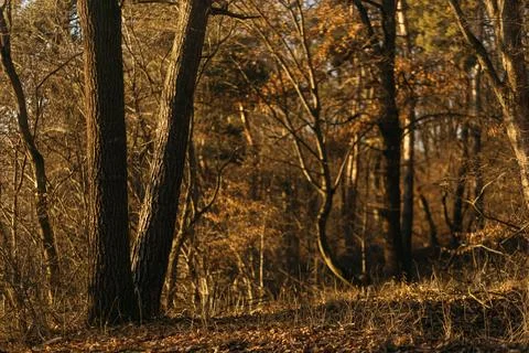 Forest and fields in early spring Stock Photos