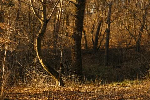 Forest and fields in early spring Stock Photos
