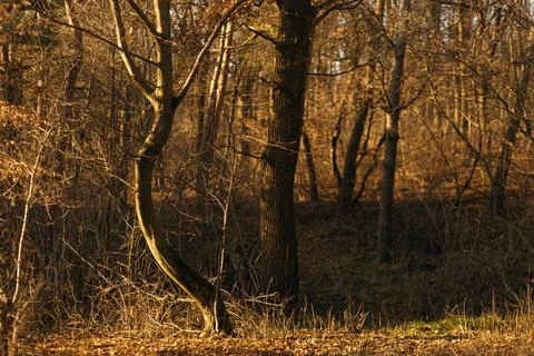 Forest and fields in early spring Stock Photos