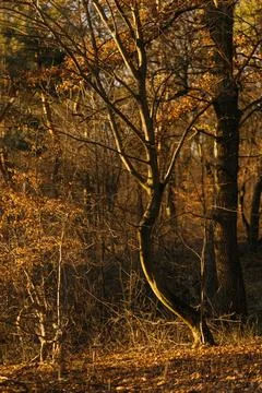 Forest and fields in early spring Stock Photos