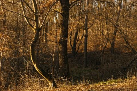 Forest and fields in early spring Stock Photos
