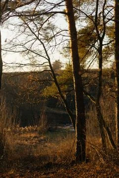 Forest and fields in early spring Stock Photos