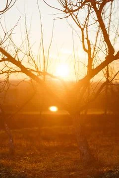 Forest and fields in early spring Stock Photos