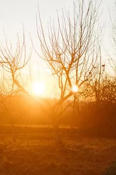 Forest and fields in early spring Stock Photos