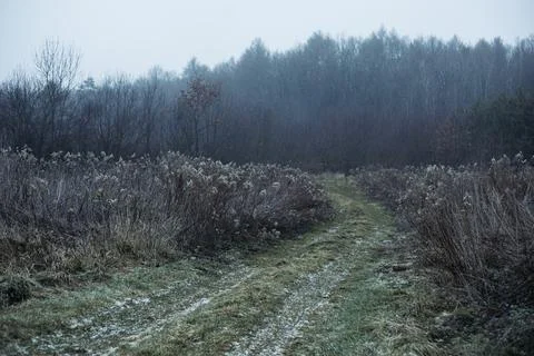 Forest and fields in early spring Stock Photos