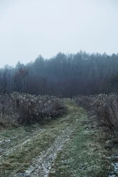 Forest and fields in early spring Stock Photos