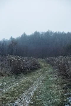 Forest and fields in early spring Stock Photos