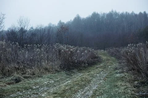 Forest and fields in early spring Stock Photos