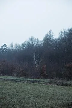 Forest and fields in early spring Stock Photos