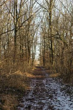 Forest and fields in early spring Stock Photos