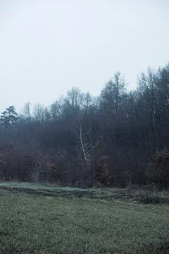 Forest and fields in early spring Stock Photos