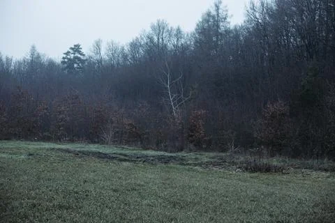 Forest and fields in early spring Stock Photos