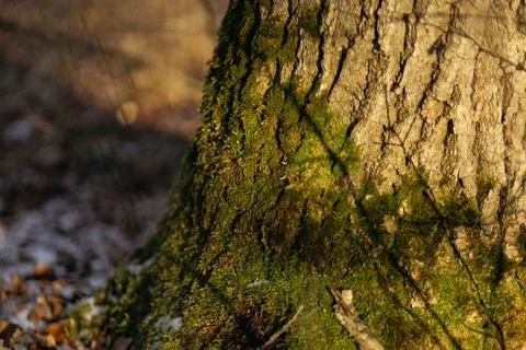 Forest and fields in early spring Stock Photos