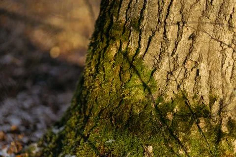 Forest and fields in early spring Stock Photos