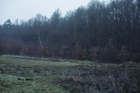 Forest and fields in early spring Stock Photos