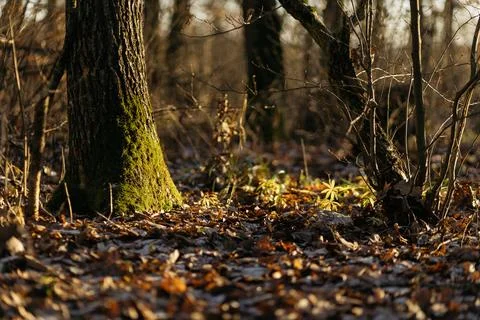 Forest and fields in early spring Stock Photos