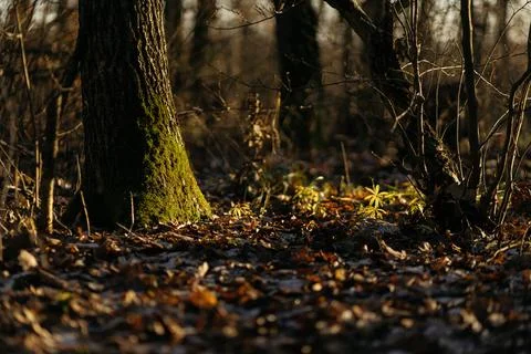 Forest and fields in early spring Stock Photos