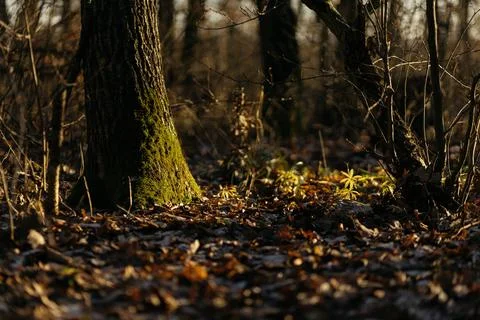 Forest and fields in early spring Stock Photos
