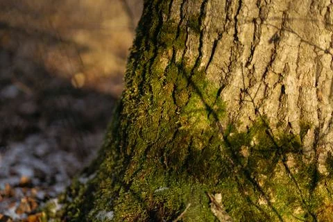 Forest and fields in early spring Stock Photos