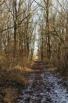 Forest and fields in early spring Stock Photos