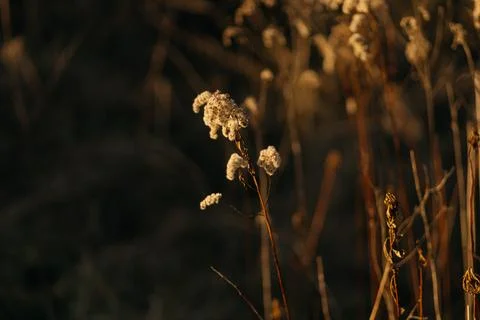 Forest and fields in early spring Stock Photos
