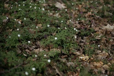 Forest and fields in early spring Stock Photos
