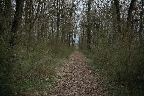 Forest and fields in early spring Stock Photos