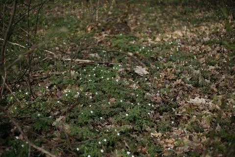 Forest and fields in early spring Stock Photos