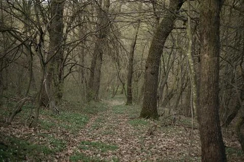 Forest and fields in early spring Stock Photos
