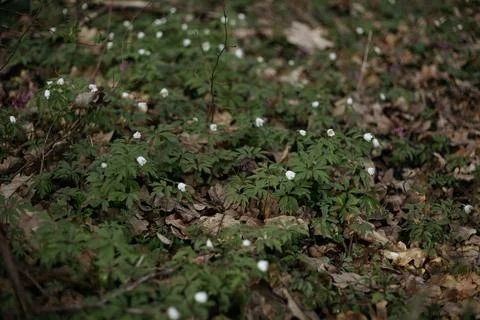 Forest and fields in early spring Stock Photos