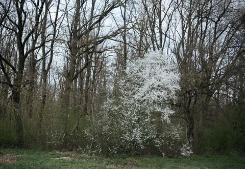 Forest and fields in early spring Stock Photos