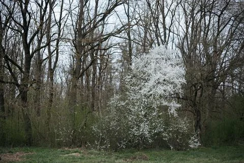 Forest and fields in early spring Stock Photos