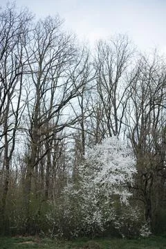 Forest and fields in early spring Stock Photos