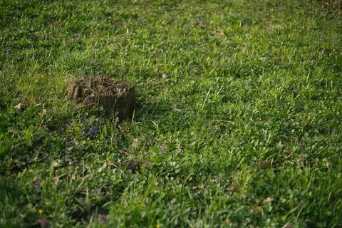 Forest and fields in early spring Stock Photos