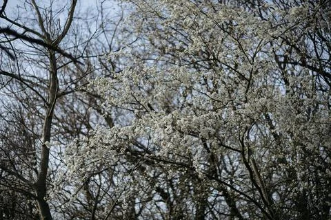 Forest and fields in early spring Stock Photos