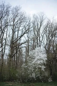 Forest and fields in early spring Stock Photos