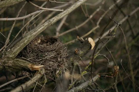 Forest and fields in early spring Stock Photos