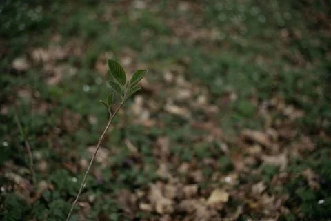 Forest and fields in early spring Stock Photos