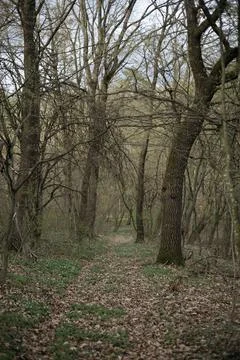 Forest and fields in early spring Stock Photos