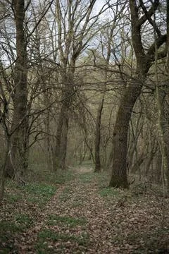 Forest and fields in early spring Stock Photos