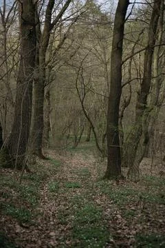 Forest and fields in early spring Stock Photos